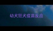幼犬狂犬疫苗反应