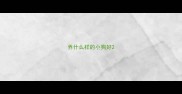 养什么样的小狗好