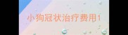 小狗冠状治疗费用