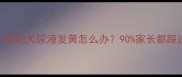 新手养泰迪必看幼犬尿液发黄怎么办90家长都踩过的3大雷区