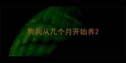 狗狗从几个月开始养