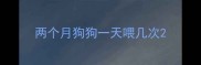 两个月狗狗一天喂几次
