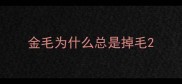 金毛为什么总是掉毛