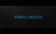 宠物猫与土猫的区别