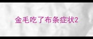金毛吃了布条症状