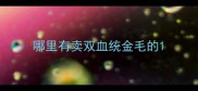 哪里有卖双血统金毛的