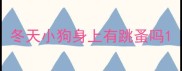 冬天小狗身上有跳蚤吗