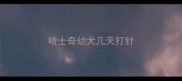 哈士奇幼犬几天打针