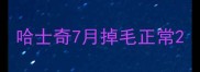 哈士奇7月掉毛正常
