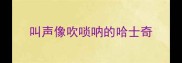 叫声像吹唢呐的哈士奇