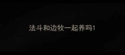 法斗和边牧一起养吗