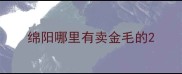 绵阳哪里有卖金毛的