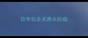 拉布拉多犬鼻头结痂
