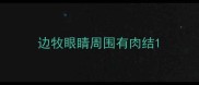 边牧眼睛周围有肉结