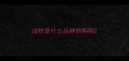 边牧是什么品种的狗狗