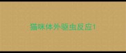 猫咪体外驱虫反应