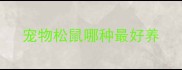 宠物松鼠哪种最好养