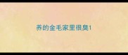 养的金毛家里很臭