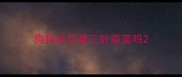 狗狗没打第三针疫苗吗