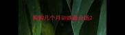 狗狗几个月训练最合适