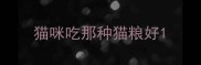 猫咪吃那种猫粮好