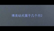 博美幼犬属于几个月