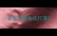 金毛剪短毛或打薄