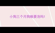 小狗三个月狗粮要泡吗