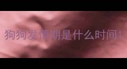 狗狗发情期是什么时间