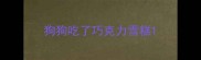 狗狗吃了巧克力雪糕