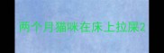 两个月猫咪在床上拉屎