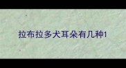 拉布拉多犬耳朵有几种
