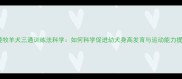 边境牧羊犬三通训练法科学如何科学促进幼犬身高发育与运动能力提升