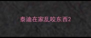 泰迪在家乱咬东西