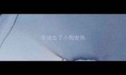 泰迪生了小狗发热