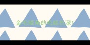金毛眼角的毛颜色深