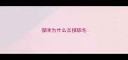 猫咪为什么互相舔毛