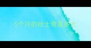 5个月的哈士奇是多大