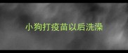 小狗打疫苗以后洗澡
