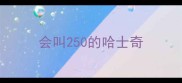 会叫250的哈士奇
