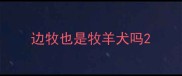 边牧也是牧羊犬吗