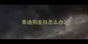 泰迪狗发抖怎么办