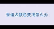 泰迪犬颜色变浅怎么办