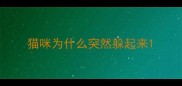 猫咪为什么突然躲起来