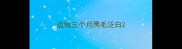 边牧三个月黑毛泛白