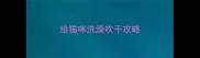 给猫咪洗澡吹干攻略