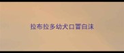 拉布拉多幼犬口冒白沫