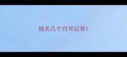 细犬几个月可以养