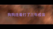 狗狗连着打了三年疫苗
