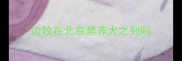 边牧在北京禁养犬之列吗